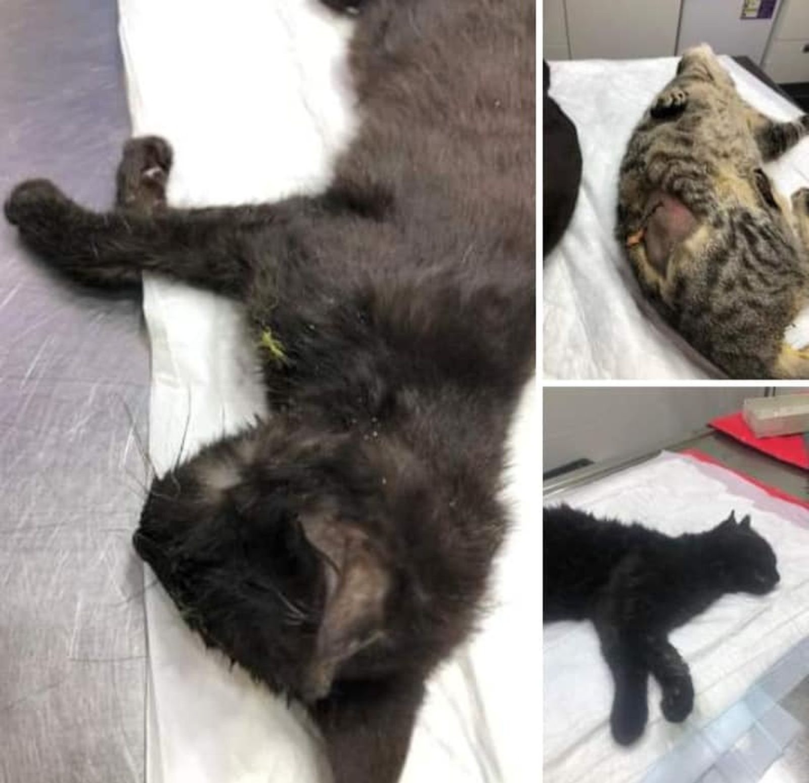 Imágenes facilitadas por la Asociación Adopta una vida