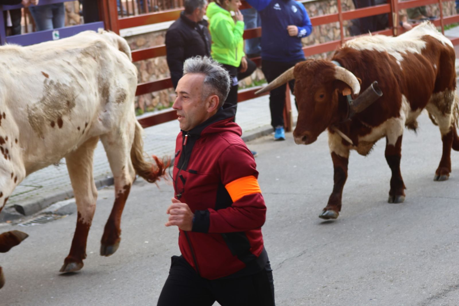Encierro de martes en el Carnaval del Toro de Ciudad Rodrigo 2026