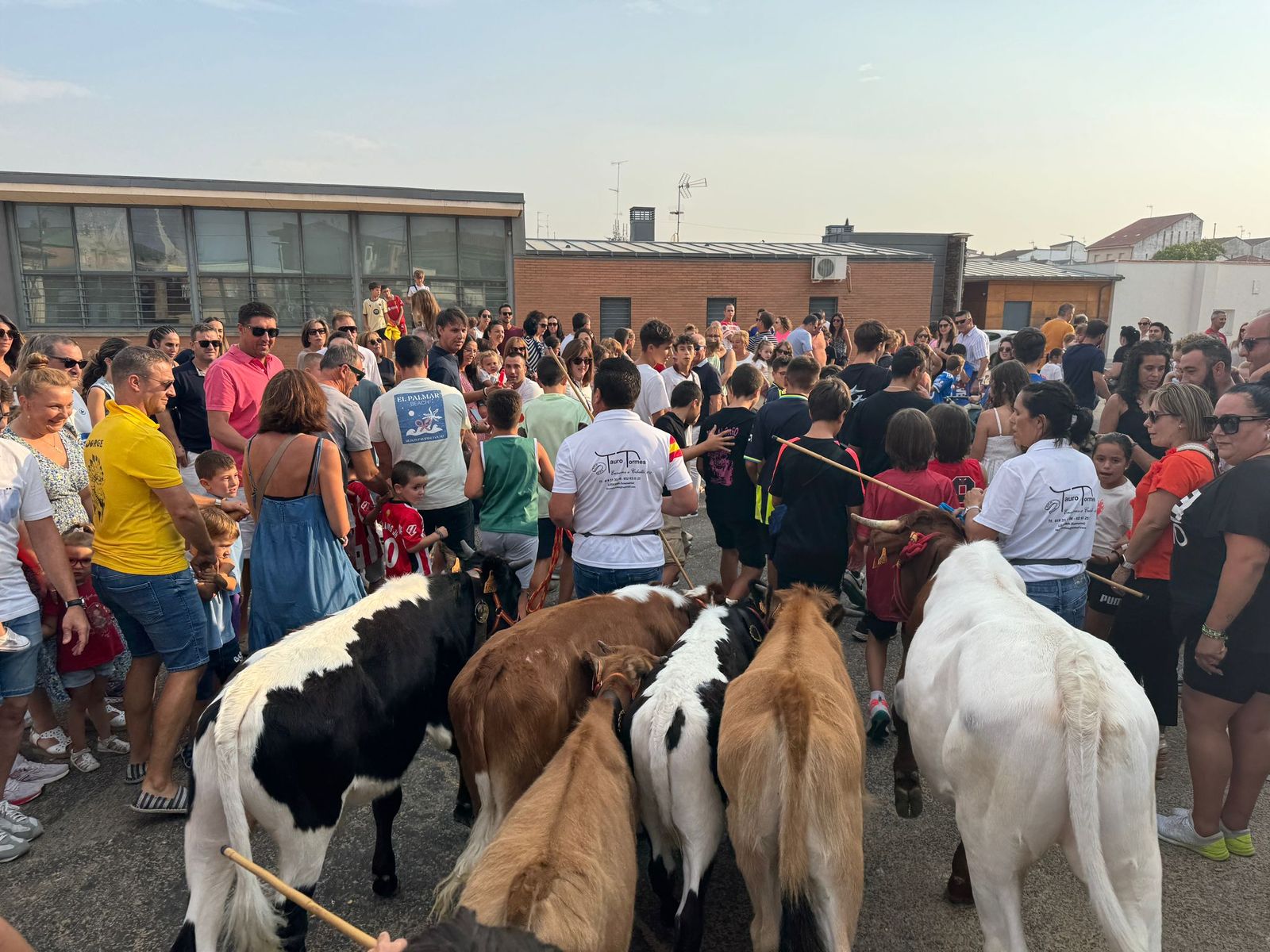 Encierro infantil de Mini Bueyes en Guijuelo durante sus fiestas 2025