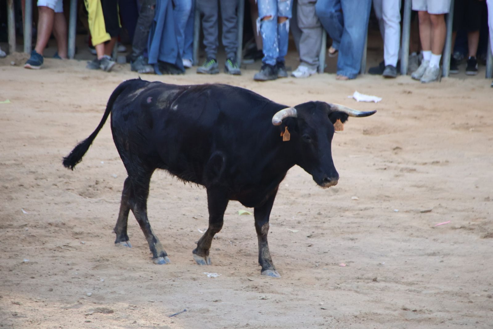 Encierro en Aldeadávila