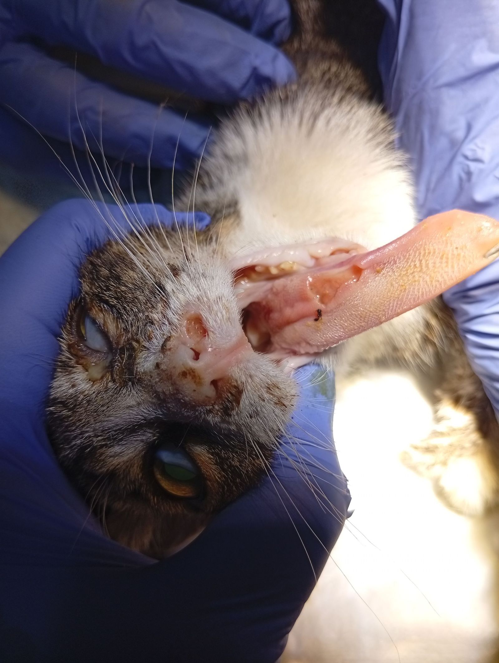 Imagen del gato fallecido