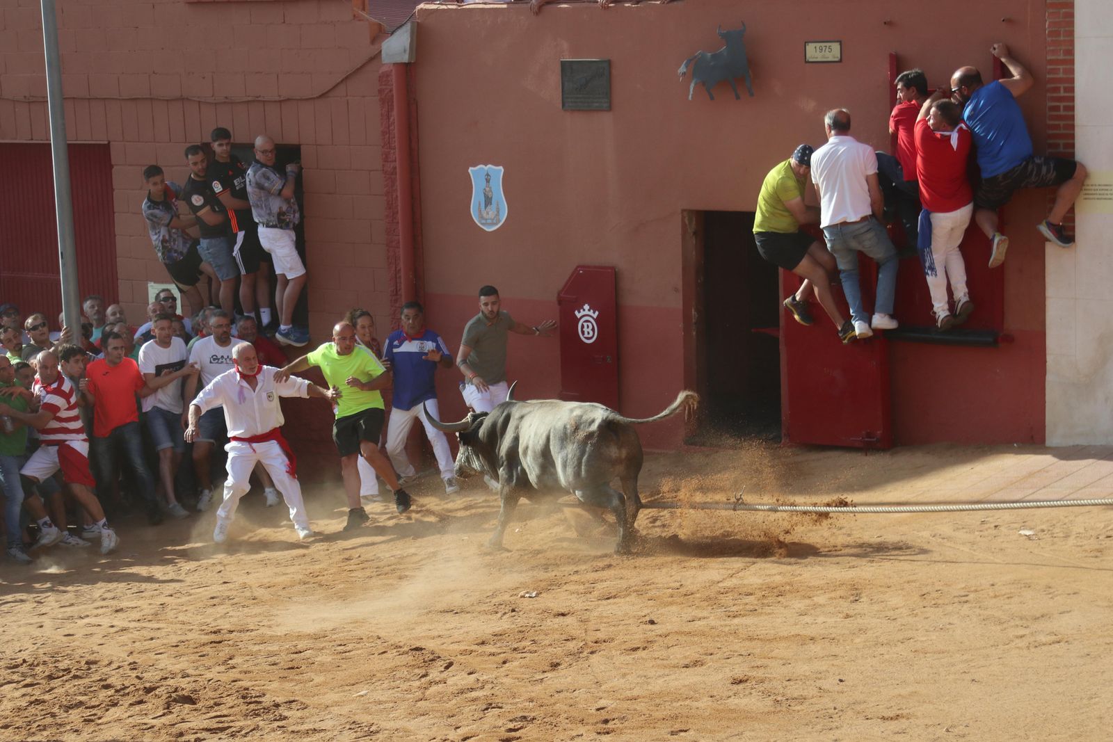 JL Leal / ICAL. Toro enmaromado de Benavente