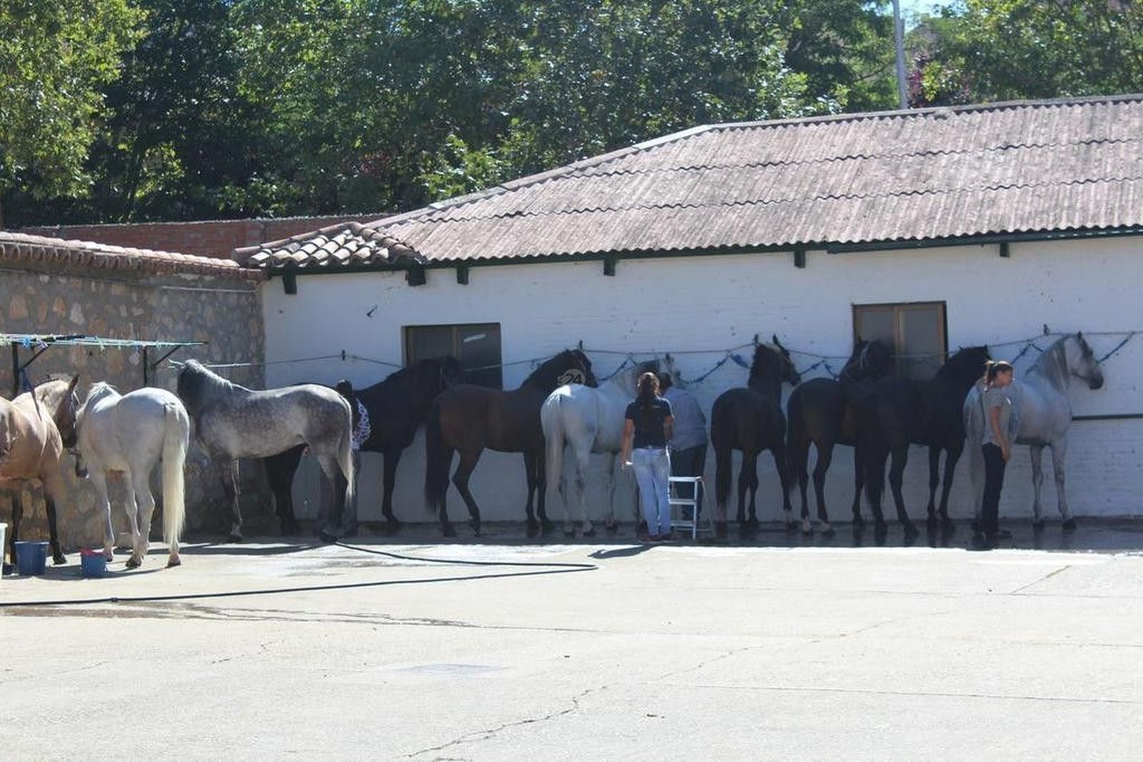 Feria Taurina de Salamanca 2016: Sorteo rejones