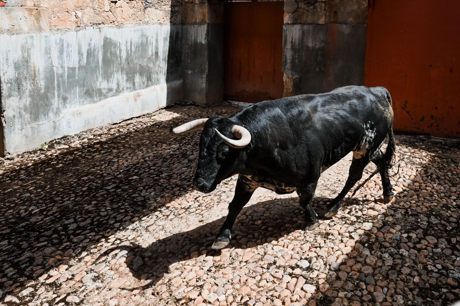 sorteo-de-los-toros-para-el-mano-a-mano-entre-morante-de-la-puebla-y-marco-perez-en-salamanca-fotos-bmf-toros-11