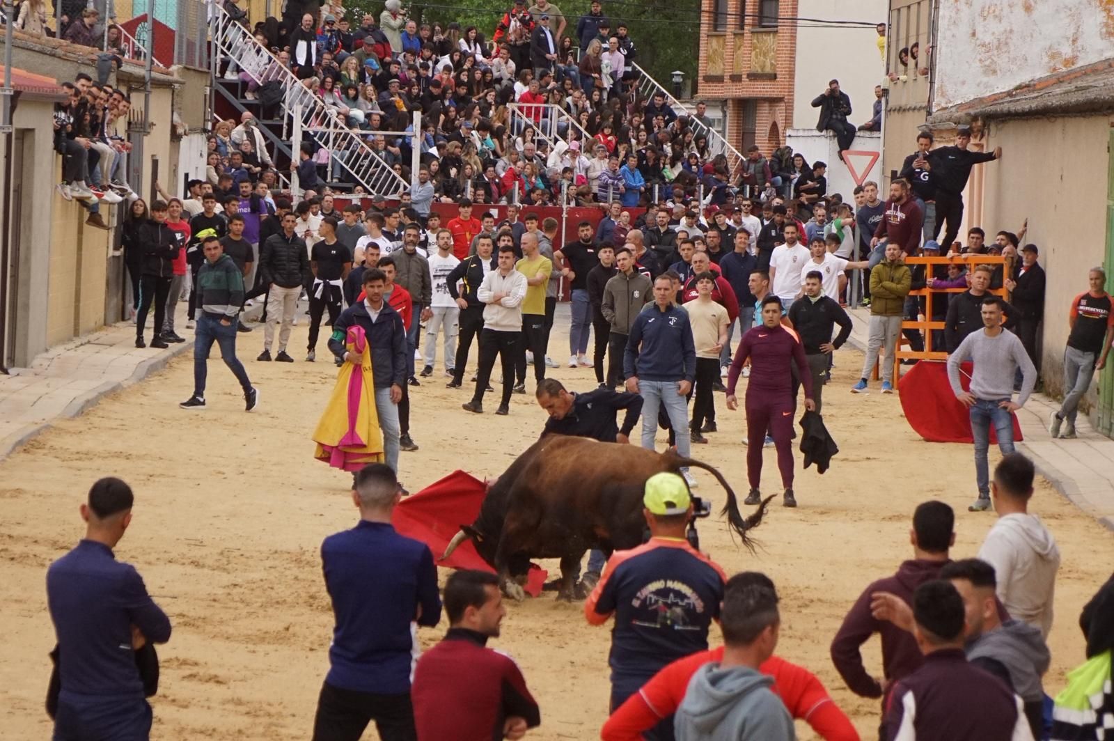 Villoria, toro del Voto