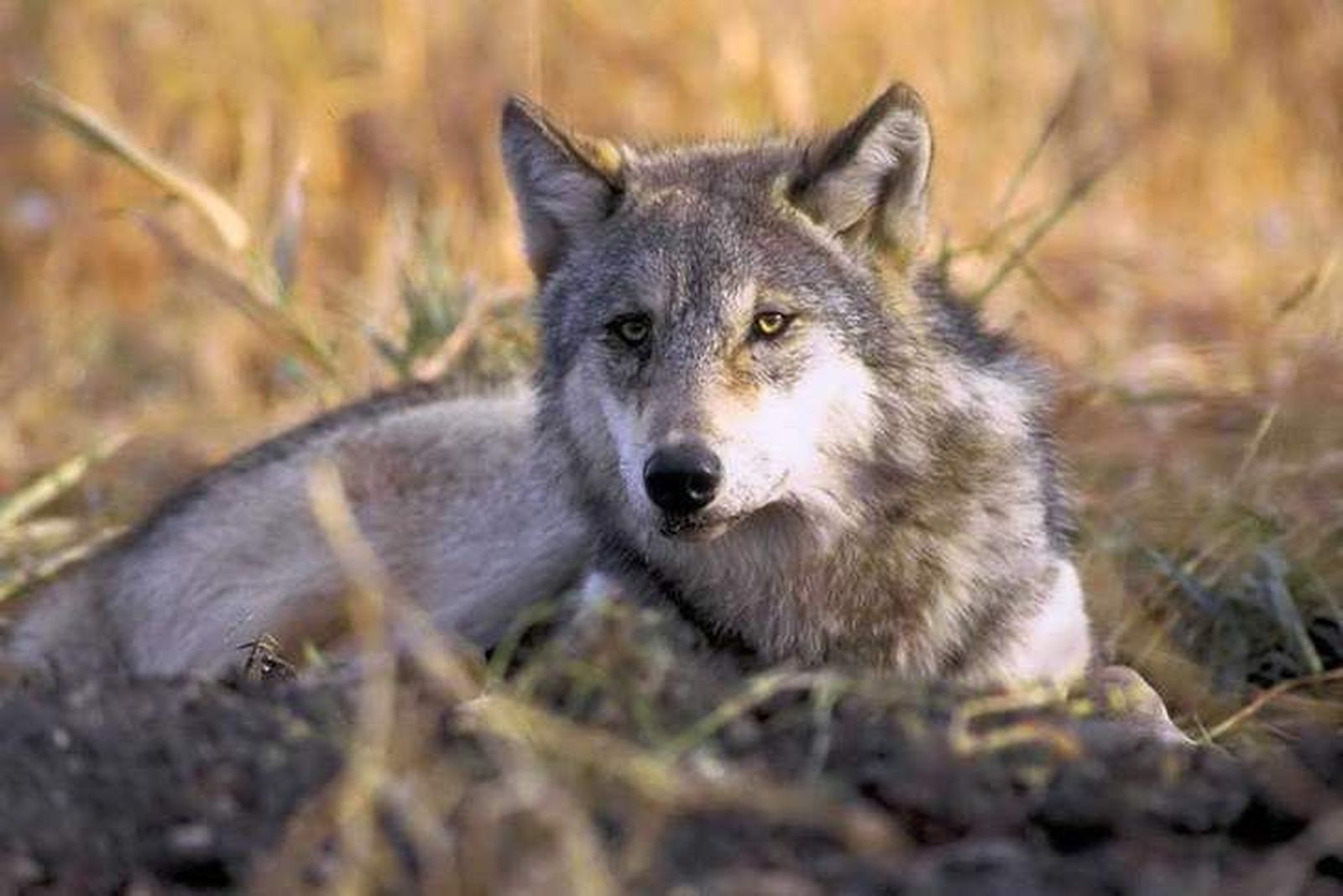 Una Proposición No de Ley reclama en el Congreso protección definitiva para el lobo