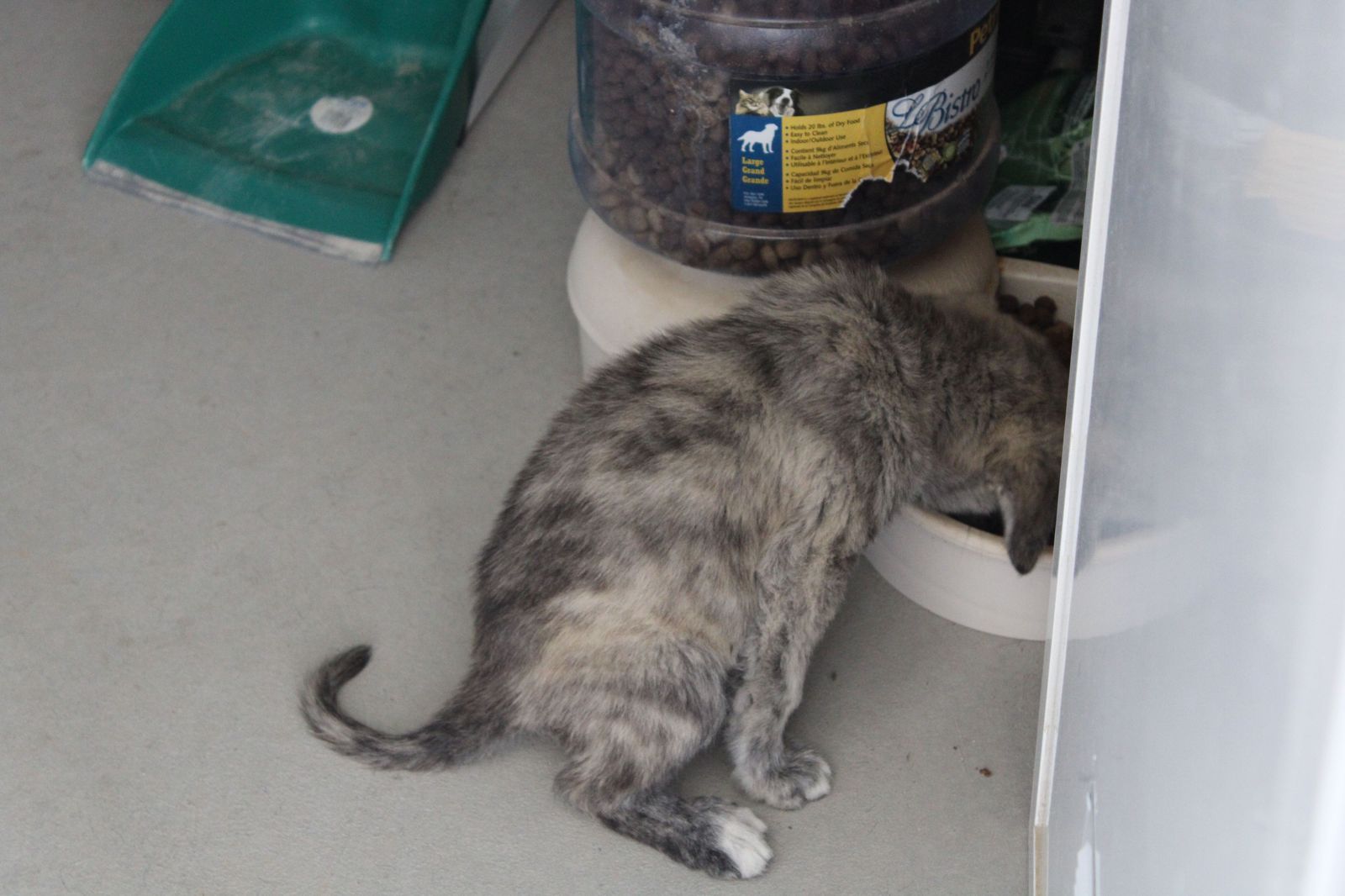 refugio-de-animales-del-ayuntamiento-de-salamanca-56