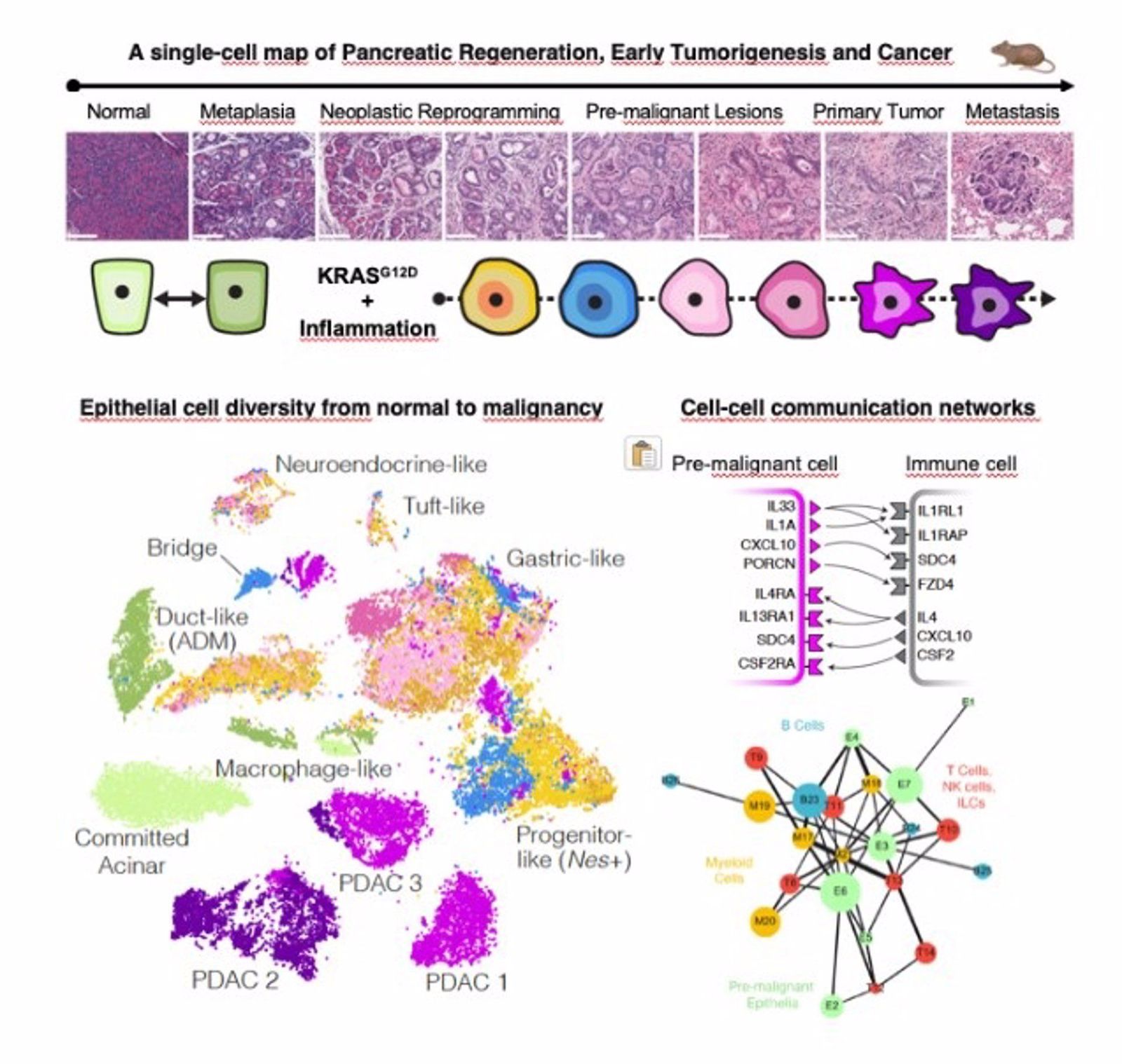 Las células con mayor capacidad para formar tumores. EP