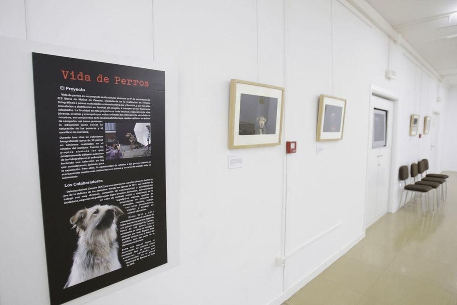 Exposición 'Vida de perros' en la biblioteca Torrente Ballester