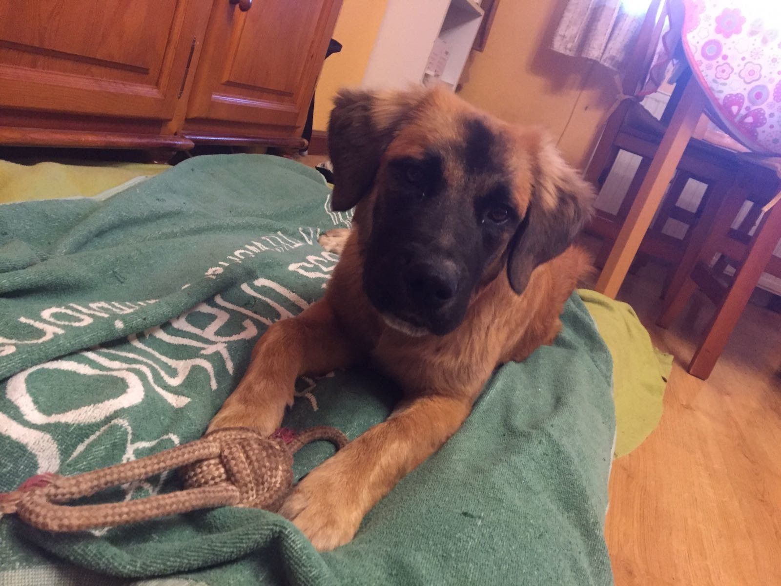 Dos perritas nuevas en Siempre Fiel