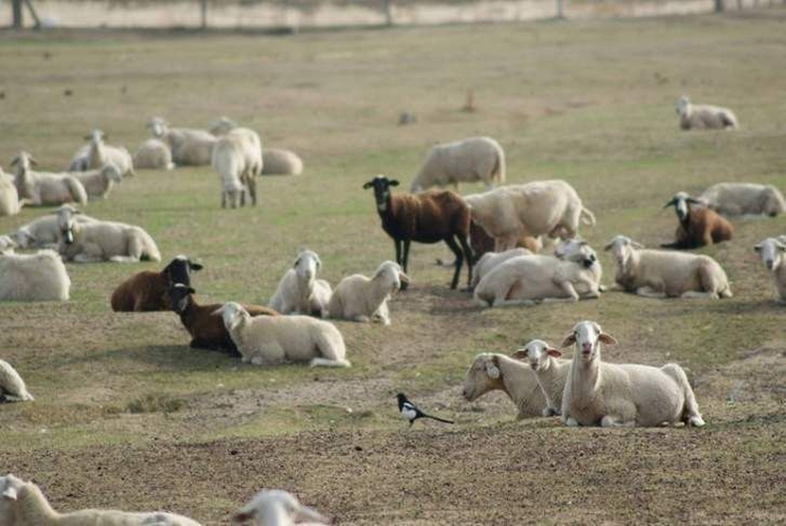 Desánimo en el ovino tras varios meses de caídas consecutivas en el precio de la leche