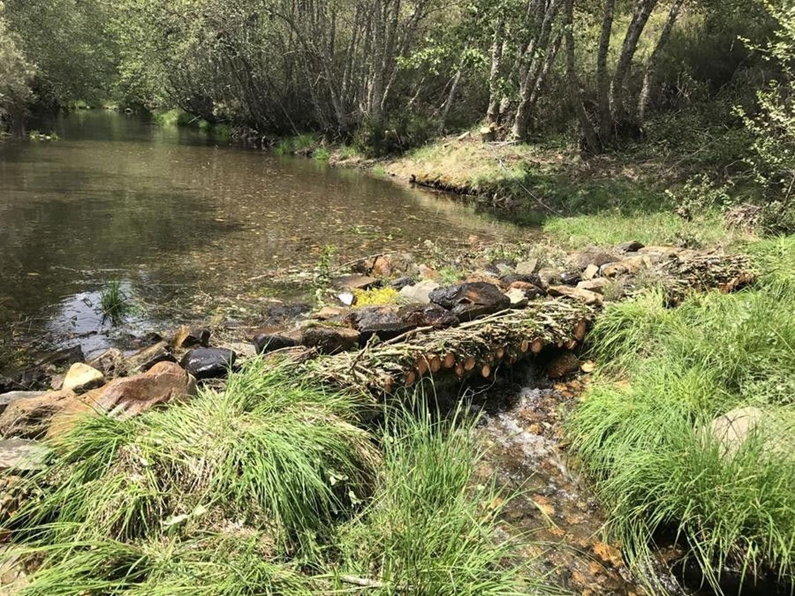 Desman Estudios life