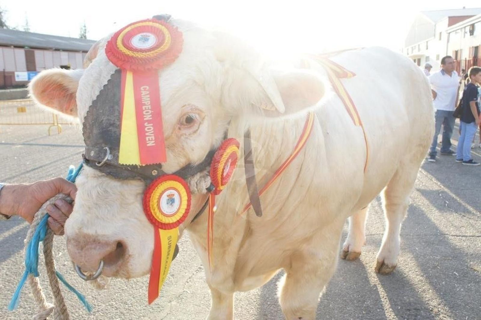 Los campeones de Charolés, Limusín y Blonda lucen su poderío