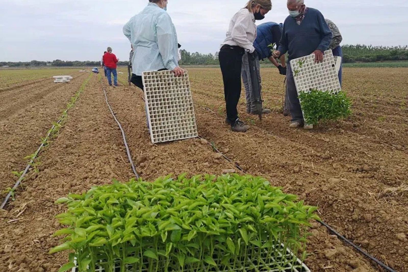 La IGP del pimiento Fresno-Benavente completa las plantaciones con 200.000 plantones