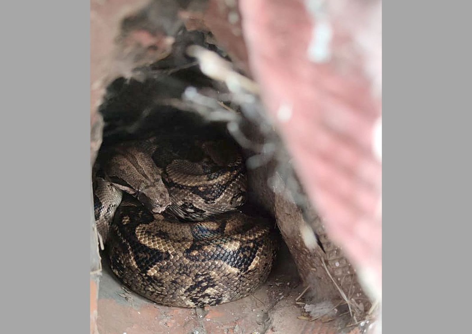 Capturada viva la boa constrictor en Palencia. ICAL
