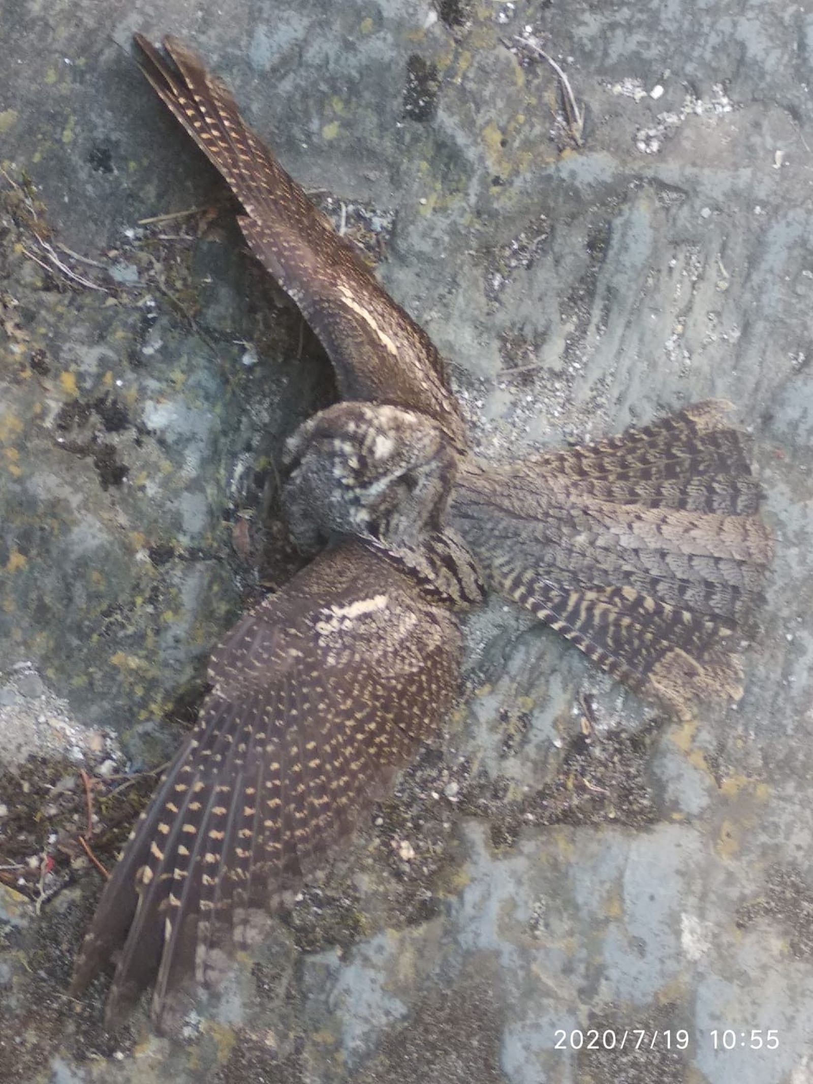 Chotacabras puebla sanabria (2)