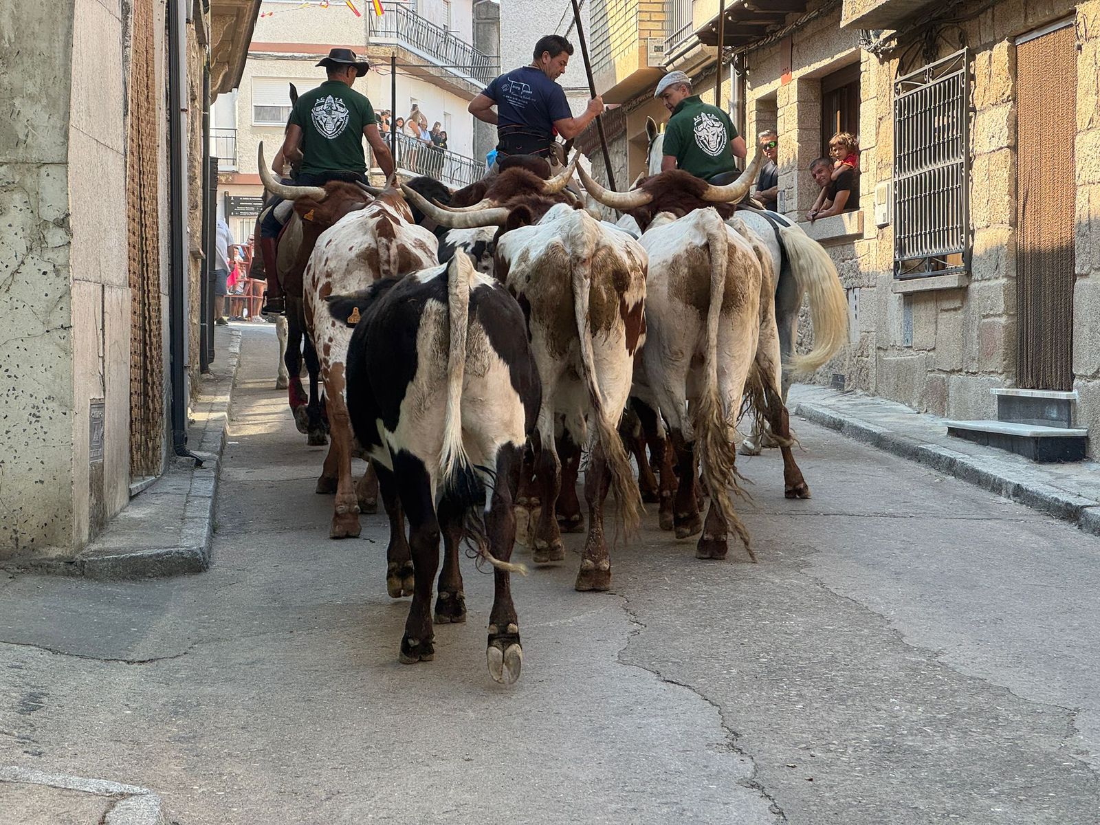 Encierro de bueyes en Aldeadávila de la Ribera para enseñarles el camino para los encierros en sus fiestas 2025