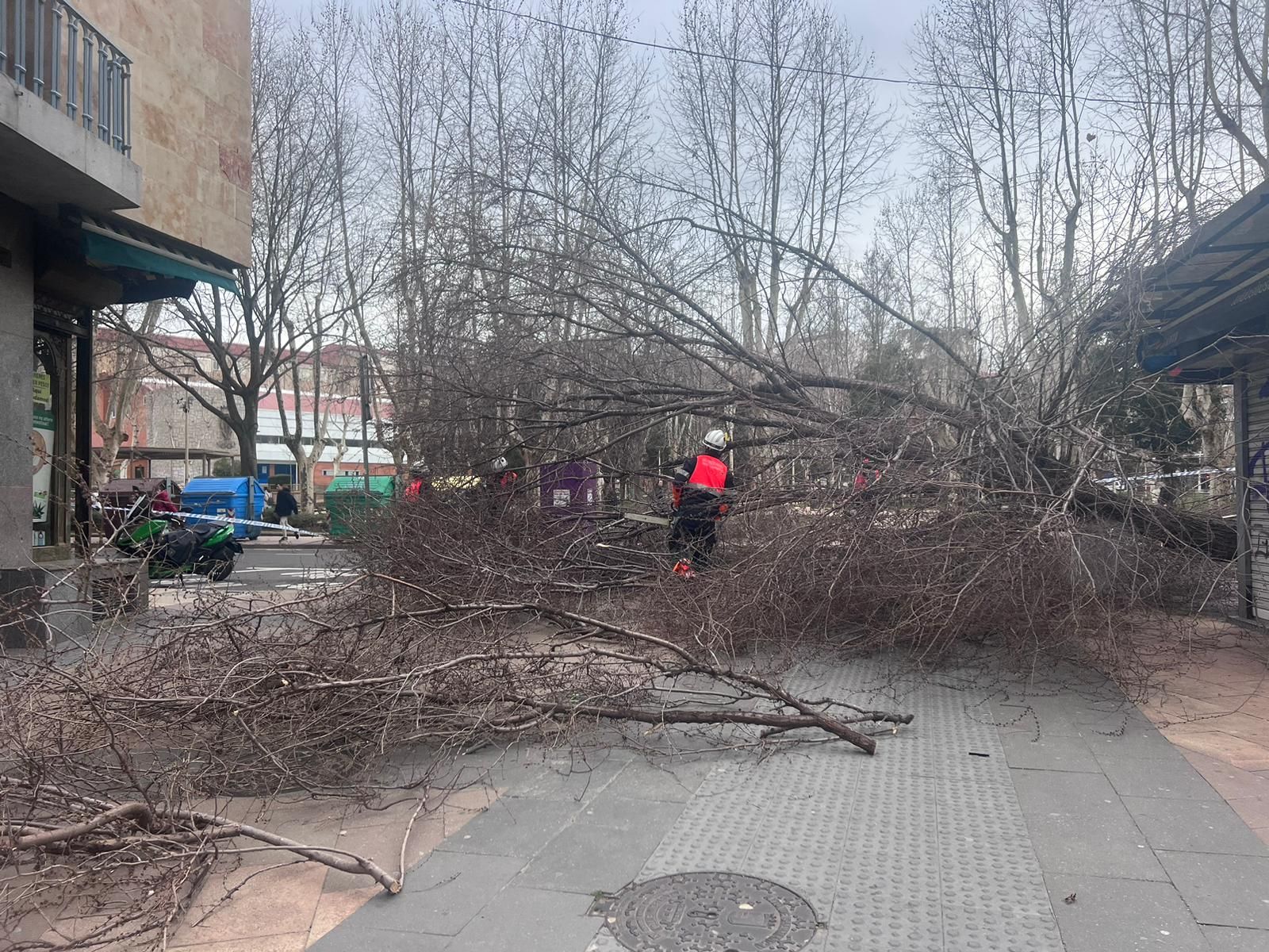 Cae un árbol de grandes dimensiones en la avenida de los Comuneros