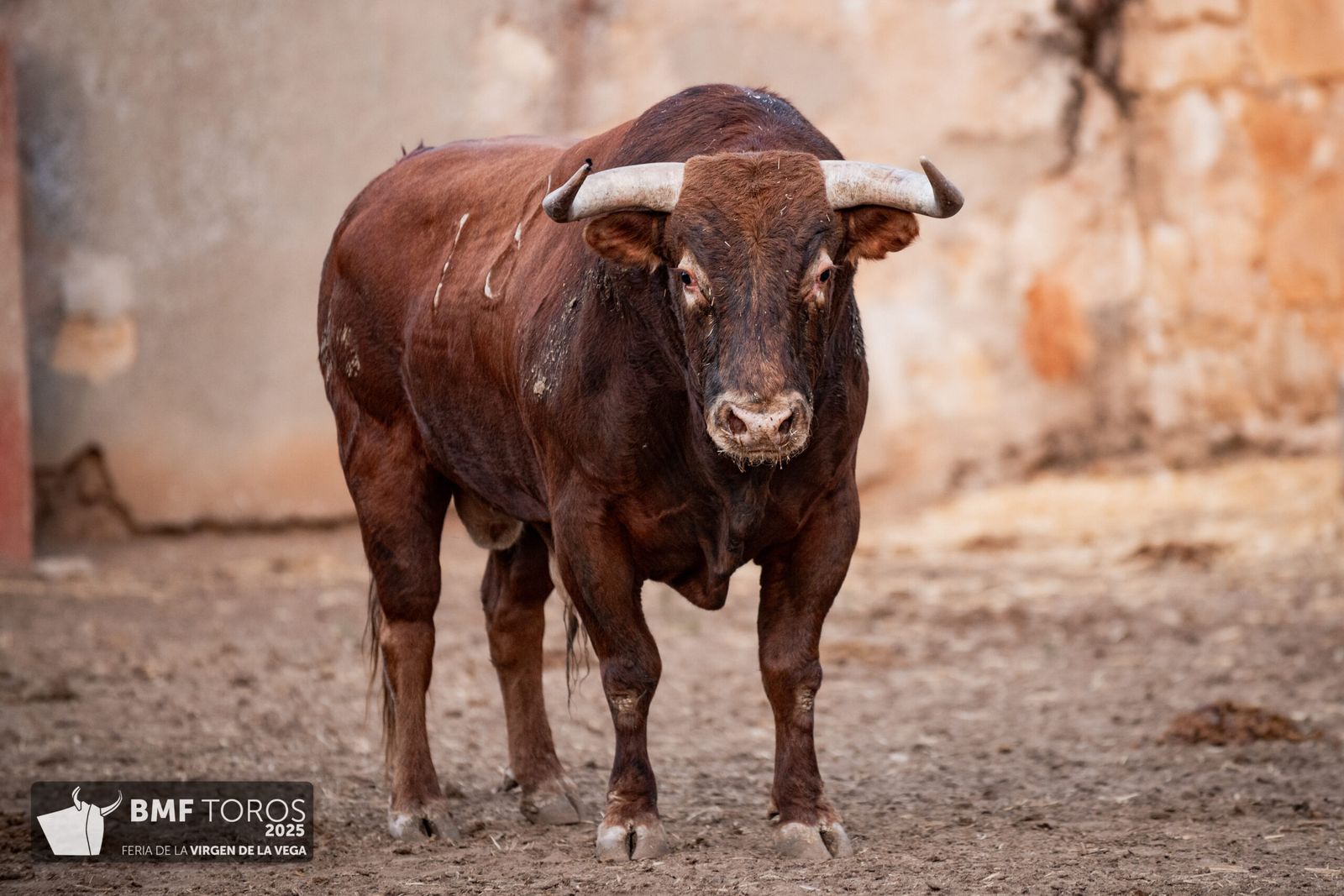 De 'Filósofo' a 'Volador': los toros García y Olga Jiménez para el regreso de Morante a La Glorieta con Ismael Martín y Marco Pérez