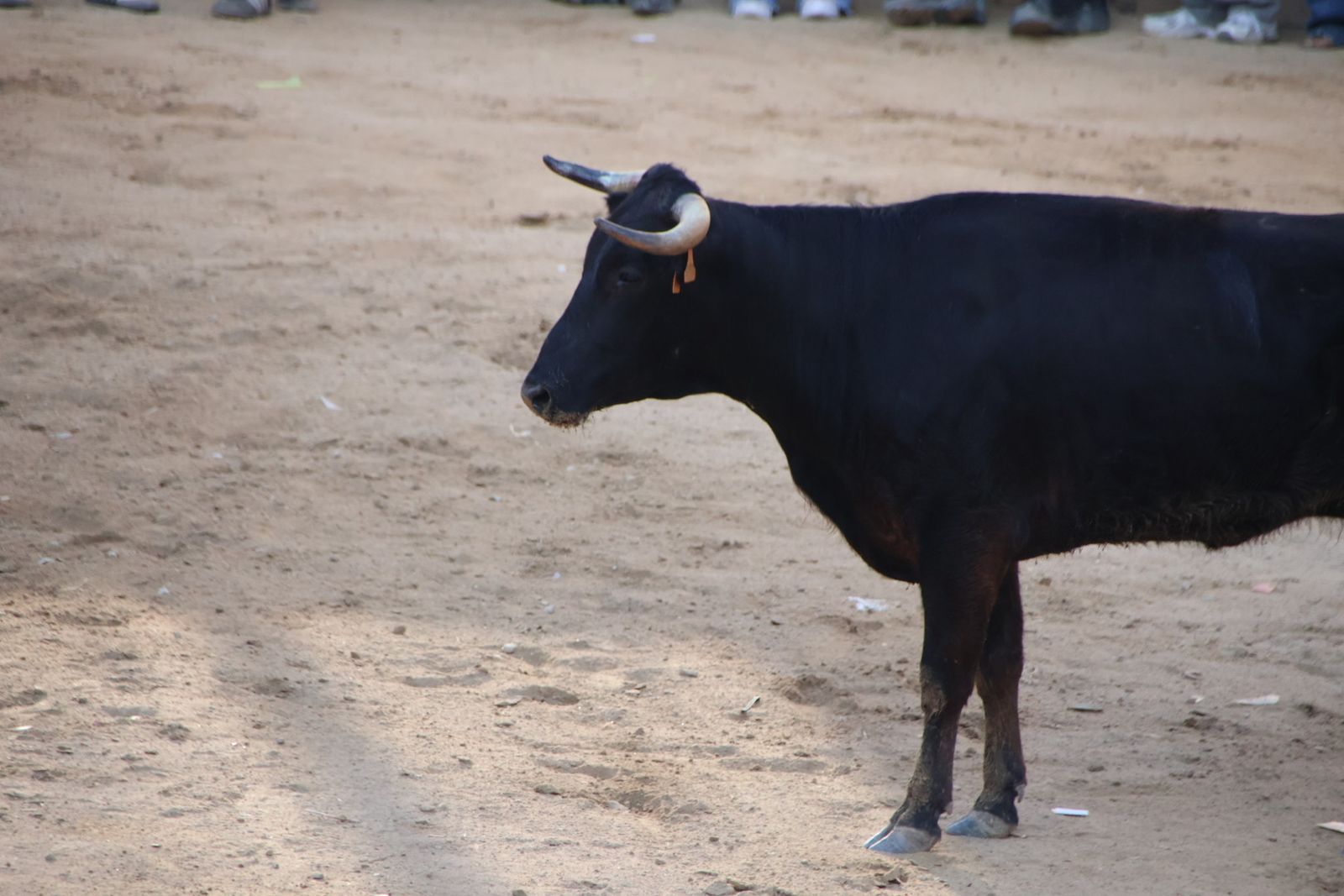 Encierro en Aldeadávila