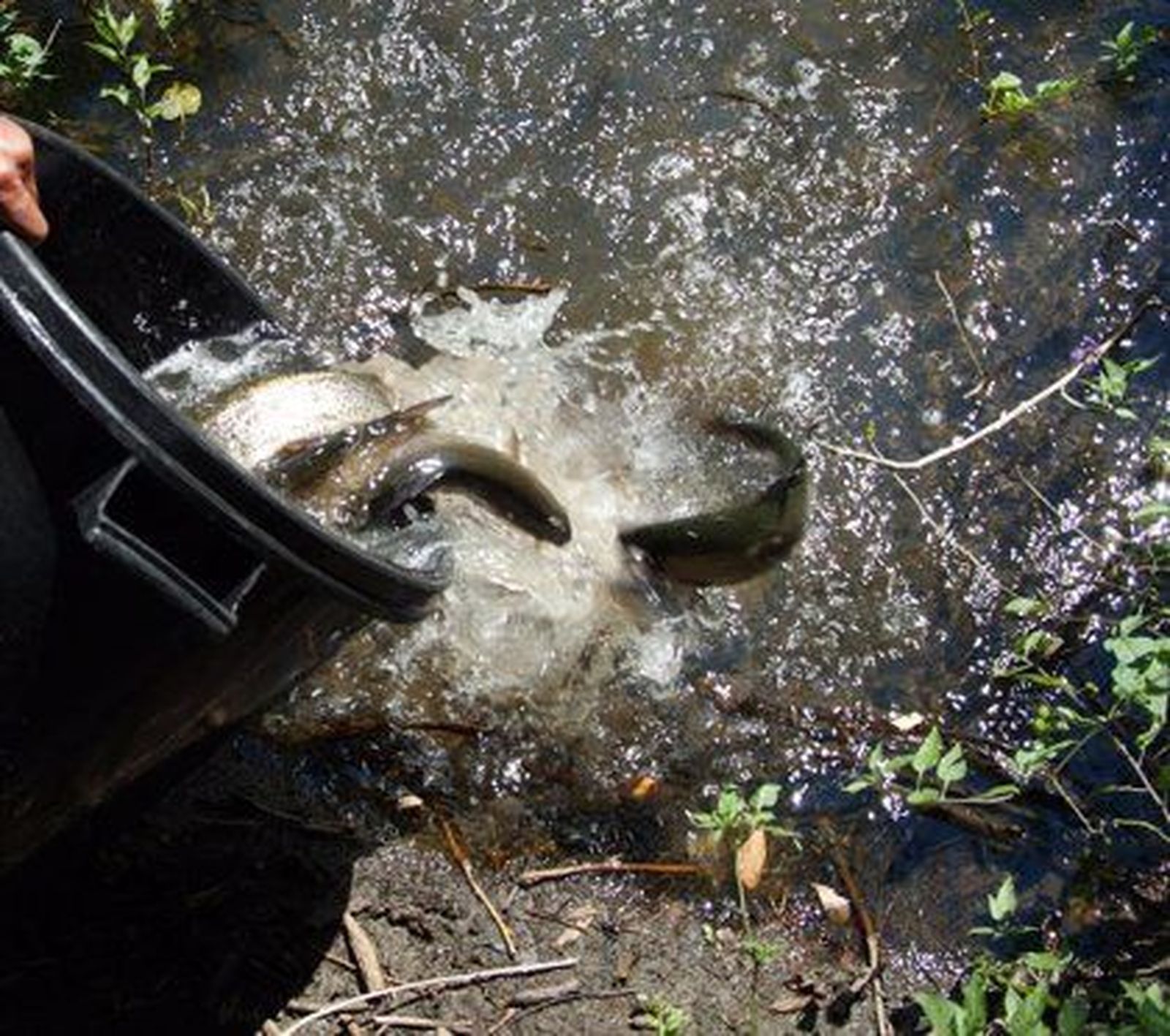 El sábado comienza la temporada de pesca en las aguas trucheras de la comunidad.
