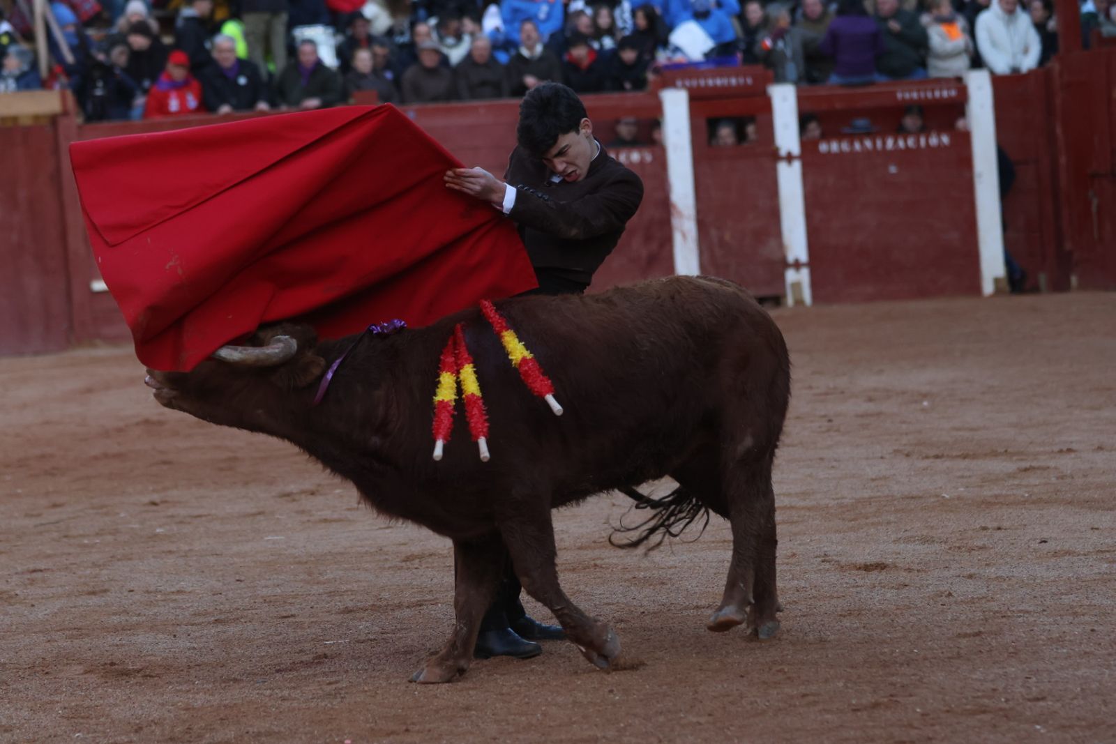 Festival taurino del Sábado en el Carnaval del Toro 2026 de Ciudad Rodrigo