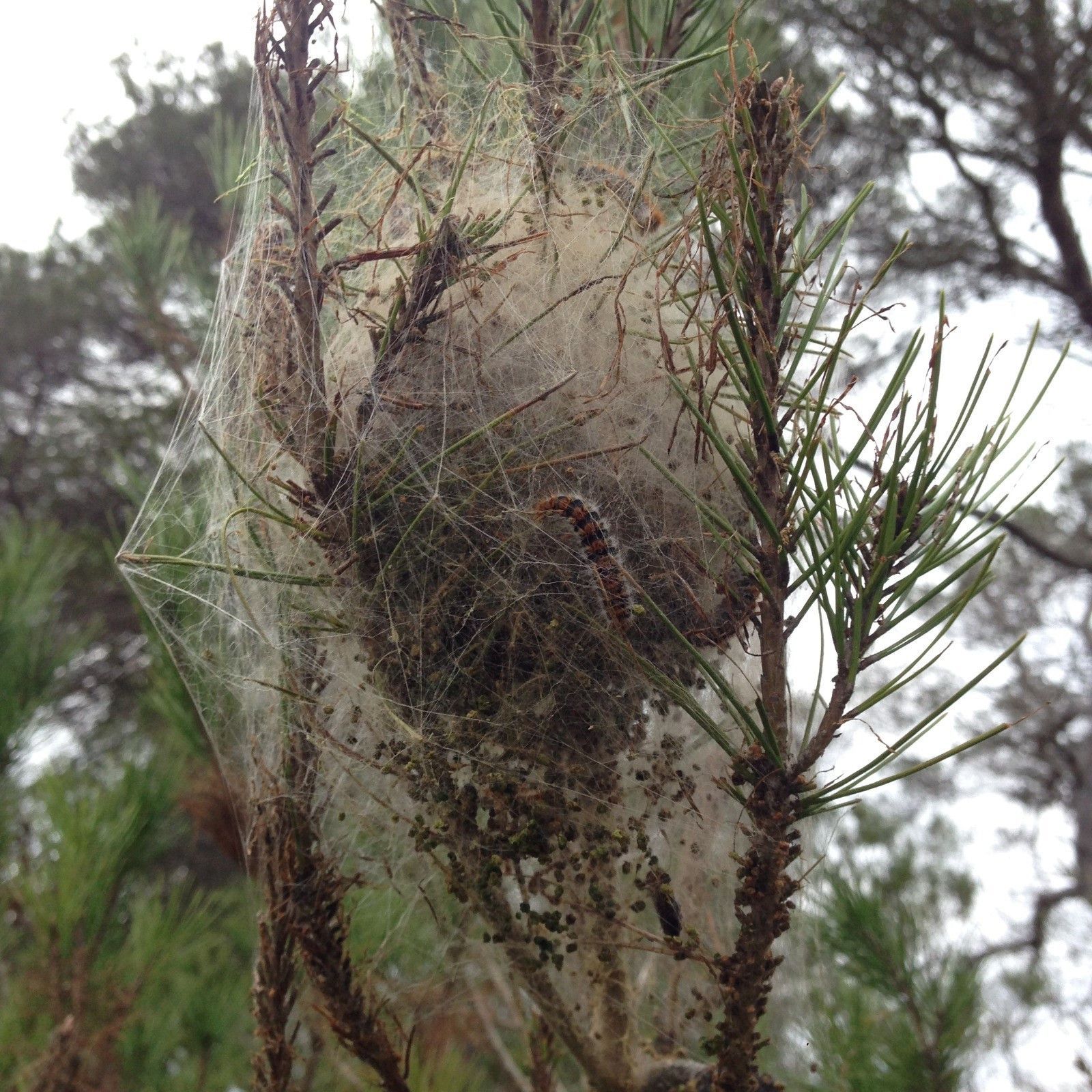 Procesionaria del pino. Foto de archivo