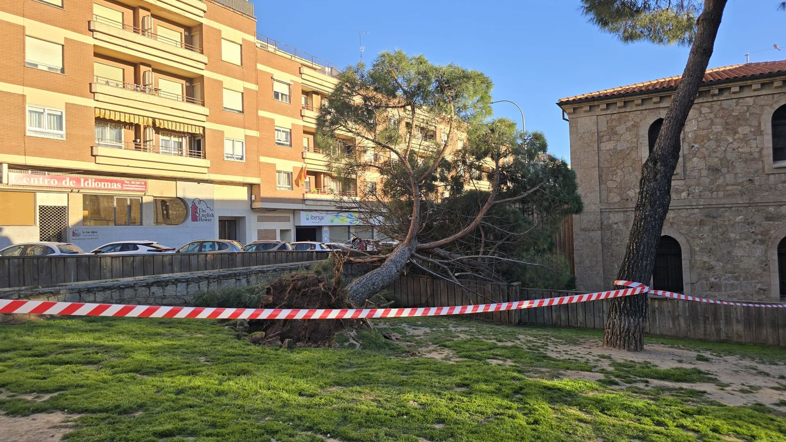 Cae un árbol en el parque de las Salesas