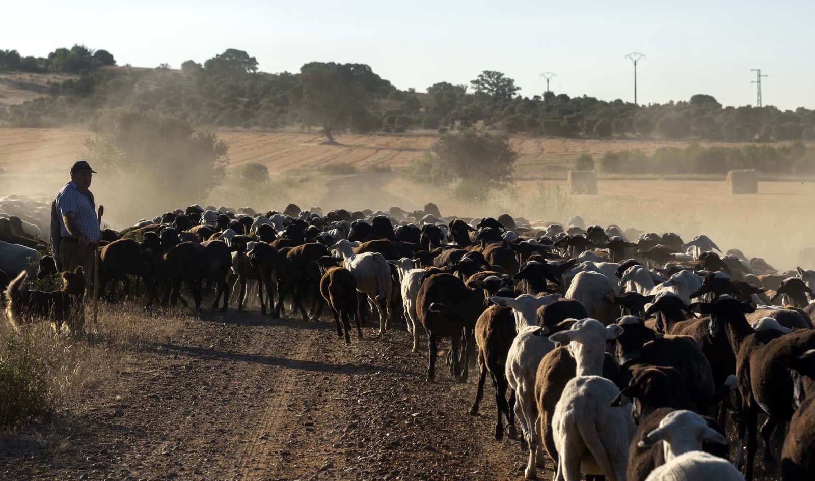 Traslado de 2000 ovejas desde Tábara a Fontanillas de Castro por falta de comida provocada por los incendios en la provincia de Zamora. Juan Luis Pérez, Lorenzo Arias y Maximino Pérez son tres pastores (15)