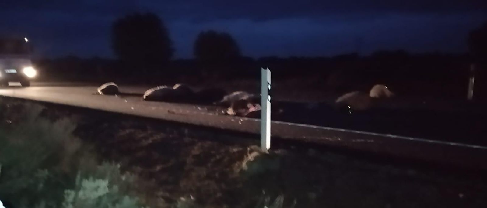 Accidente con ovejas