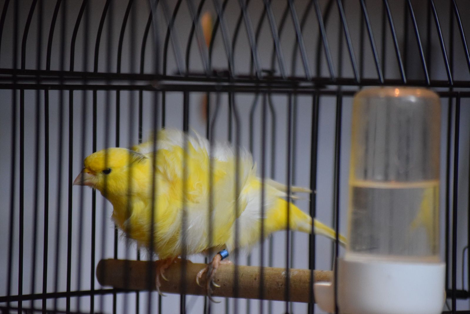 exposicion-ornitologica-en-el-colegio-universitario-4