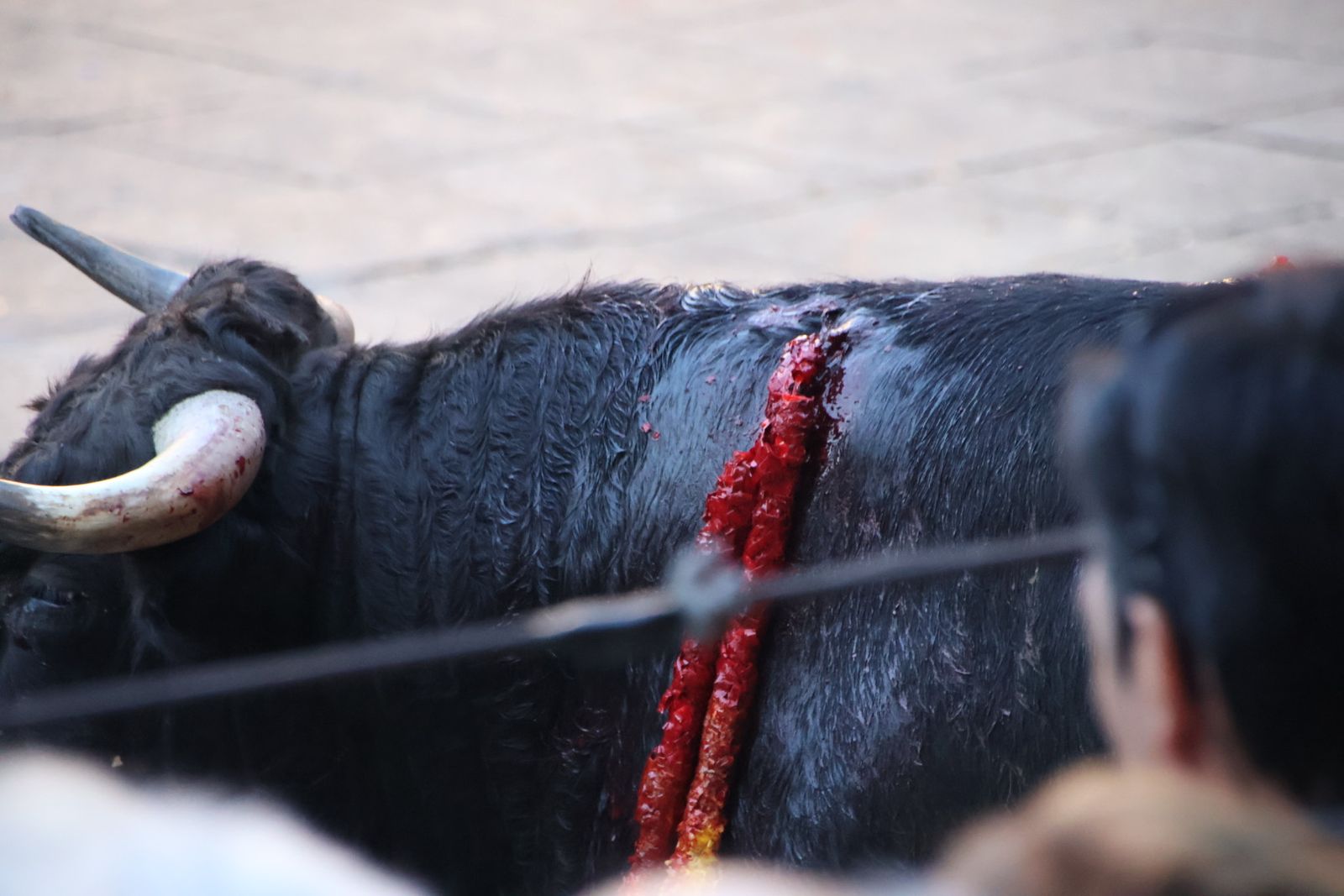 San Esteban de la Sierra, festival taurino sin picadores