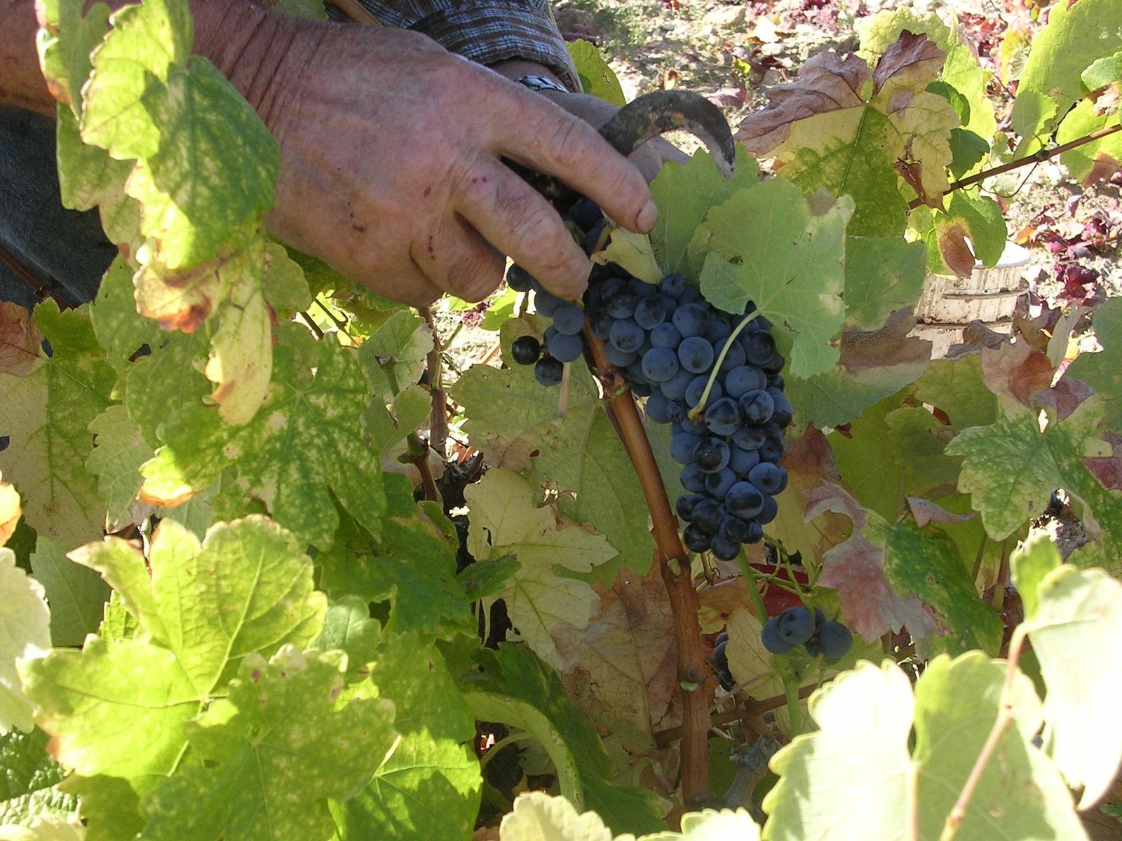 Vendimia do arribes (1)