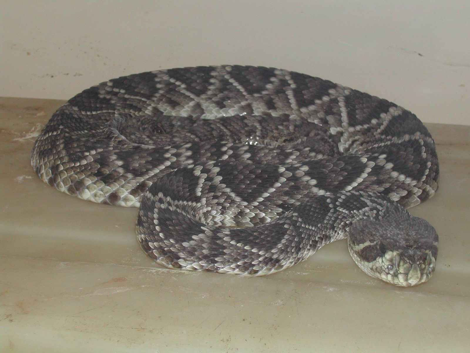 Ejemplar de Echis ocellatus, o víbora alfombra de África Occidental.