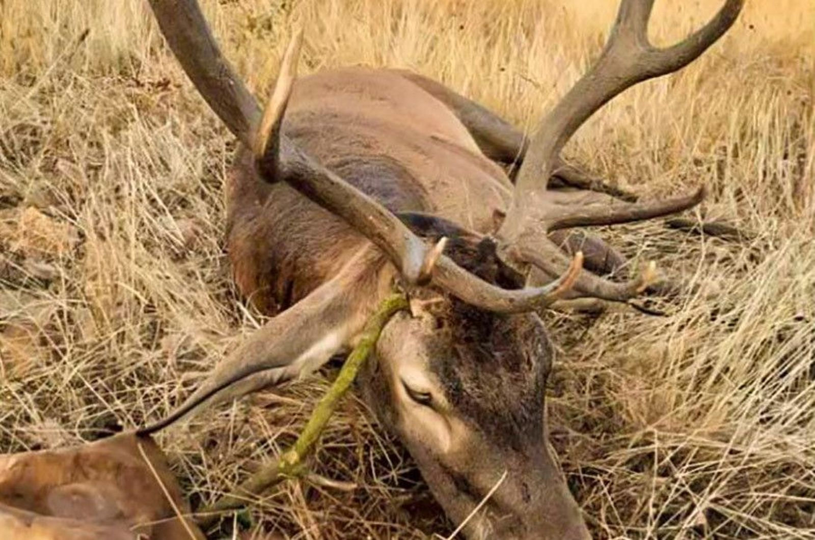 Ciervo cazado