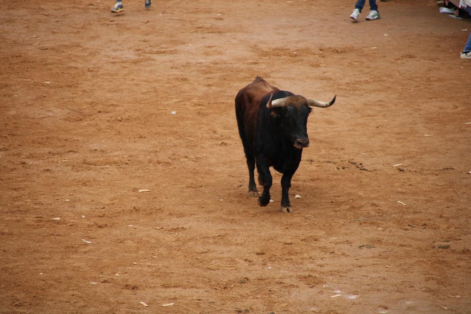 capea-matutina-del-martes-de-carnaval-20