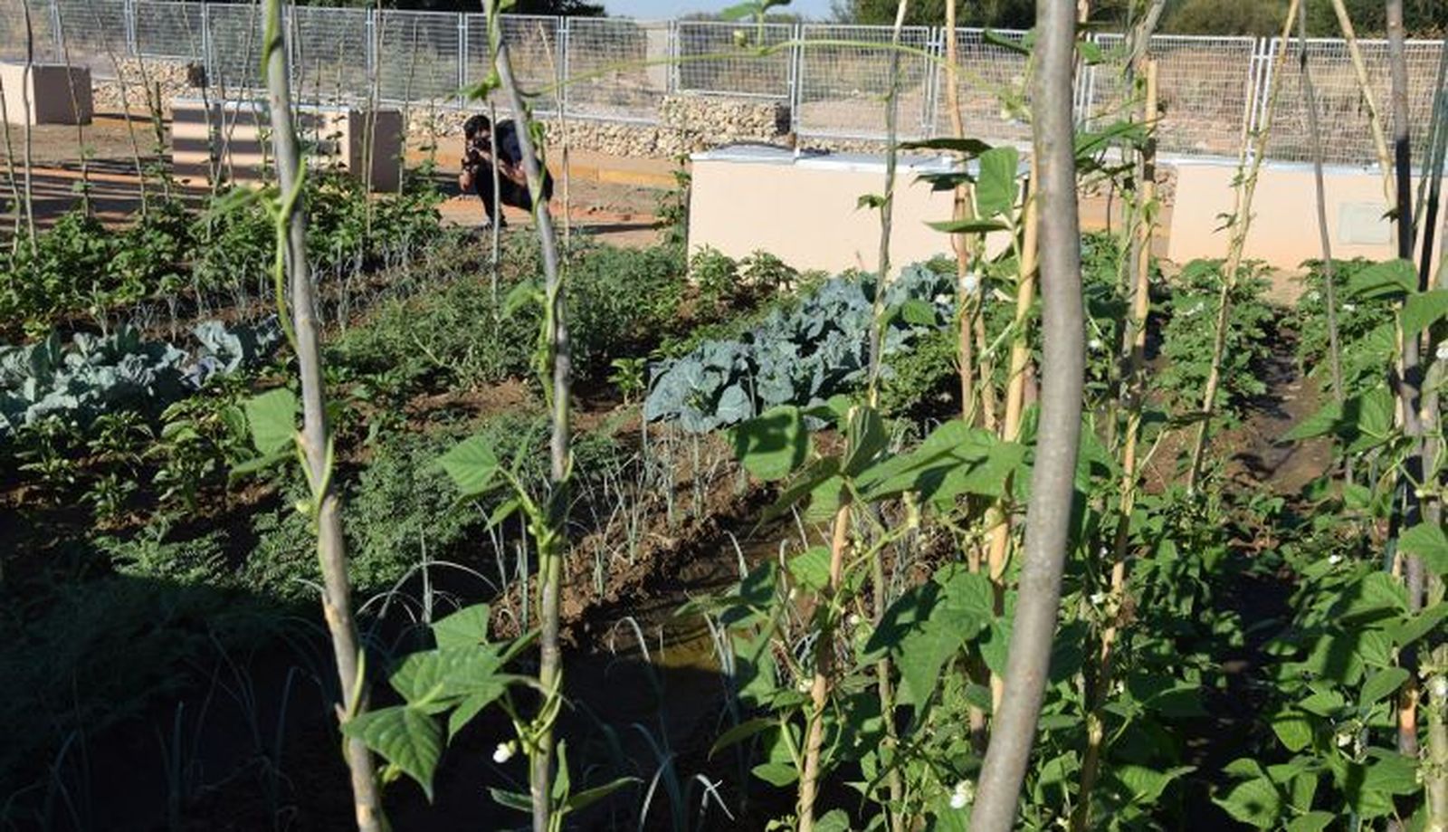 HUERTOS URBANOS. FOTO S24H