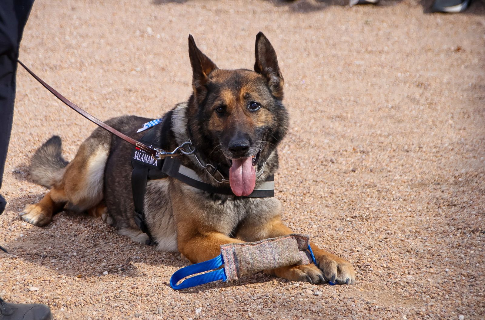 Reportaje perros Policía Local "semillas de conciencia"
