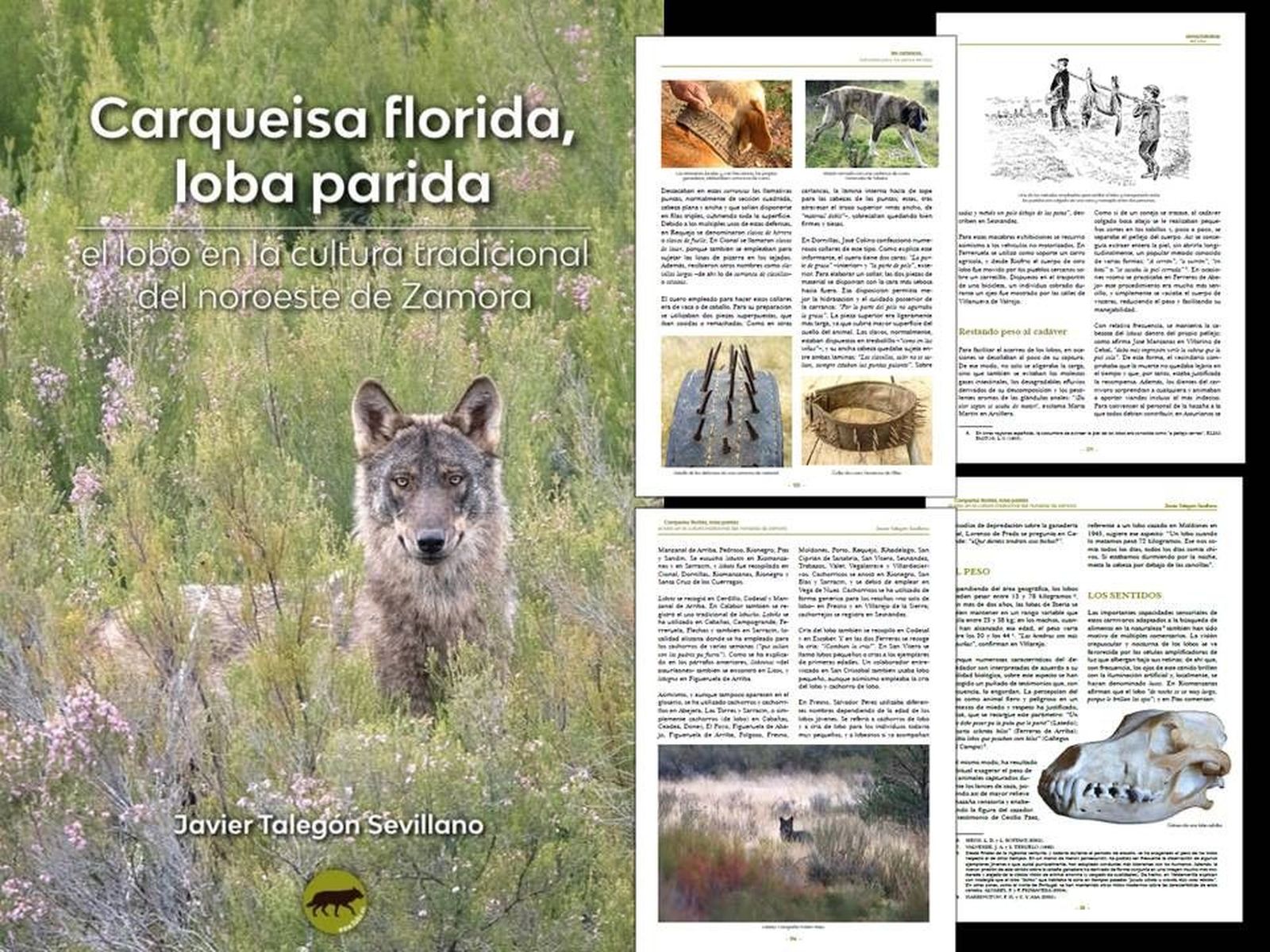 Detalle Carqueisa florida