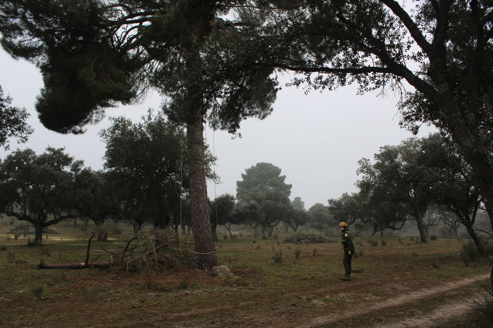 grupo-de-intervenciones-en-altura-agentes-medioambientales-reparacion-nido-cigueena-negra-en-espeja-96