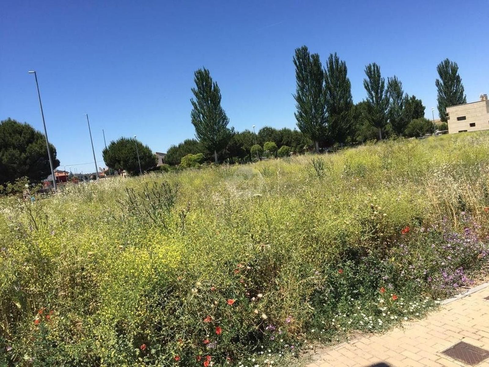 Imagen de un solar con maleza