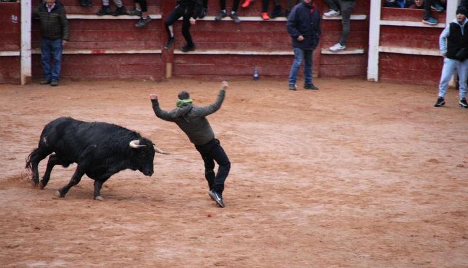 Recortadores en los astados de Guadajira