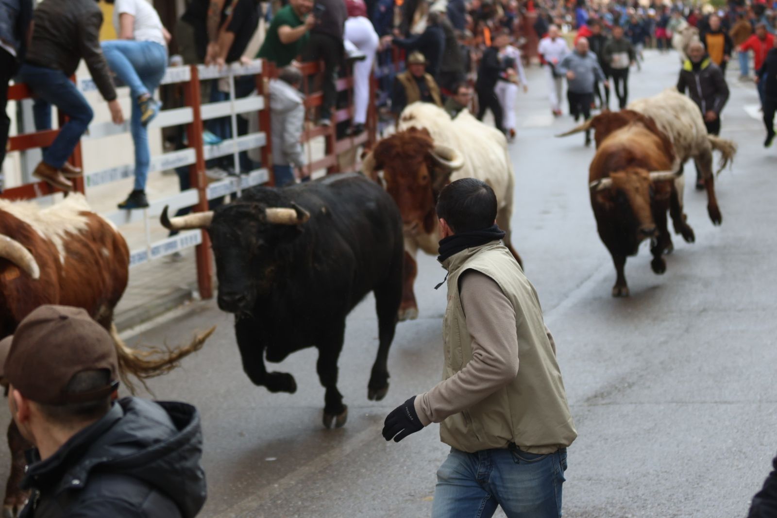 Encierro del lunes de Carnaval en Ciudad Rodrigo, toros de Fermín Bohórquez