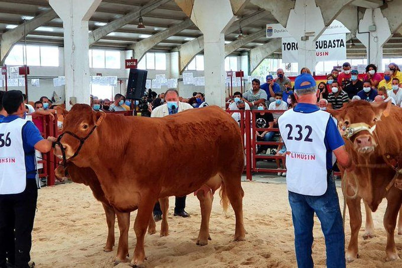 Concurso de la raza limusina, hembras