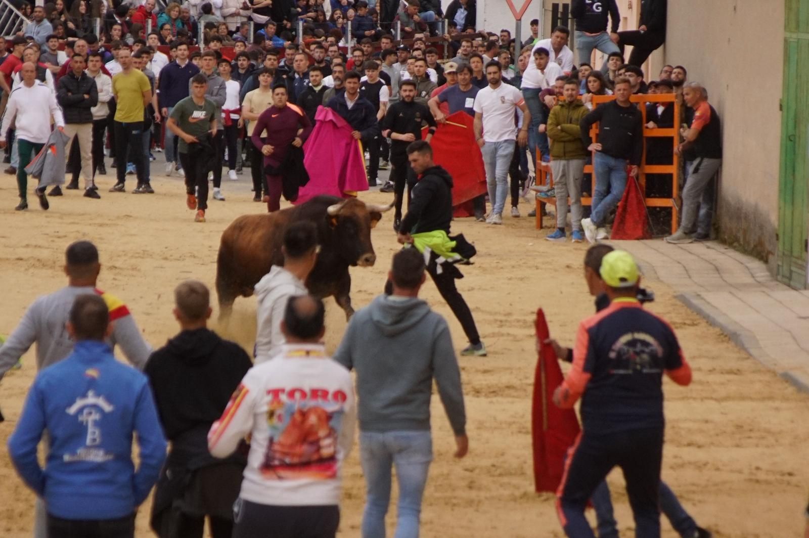 Villoria, toro del Voto