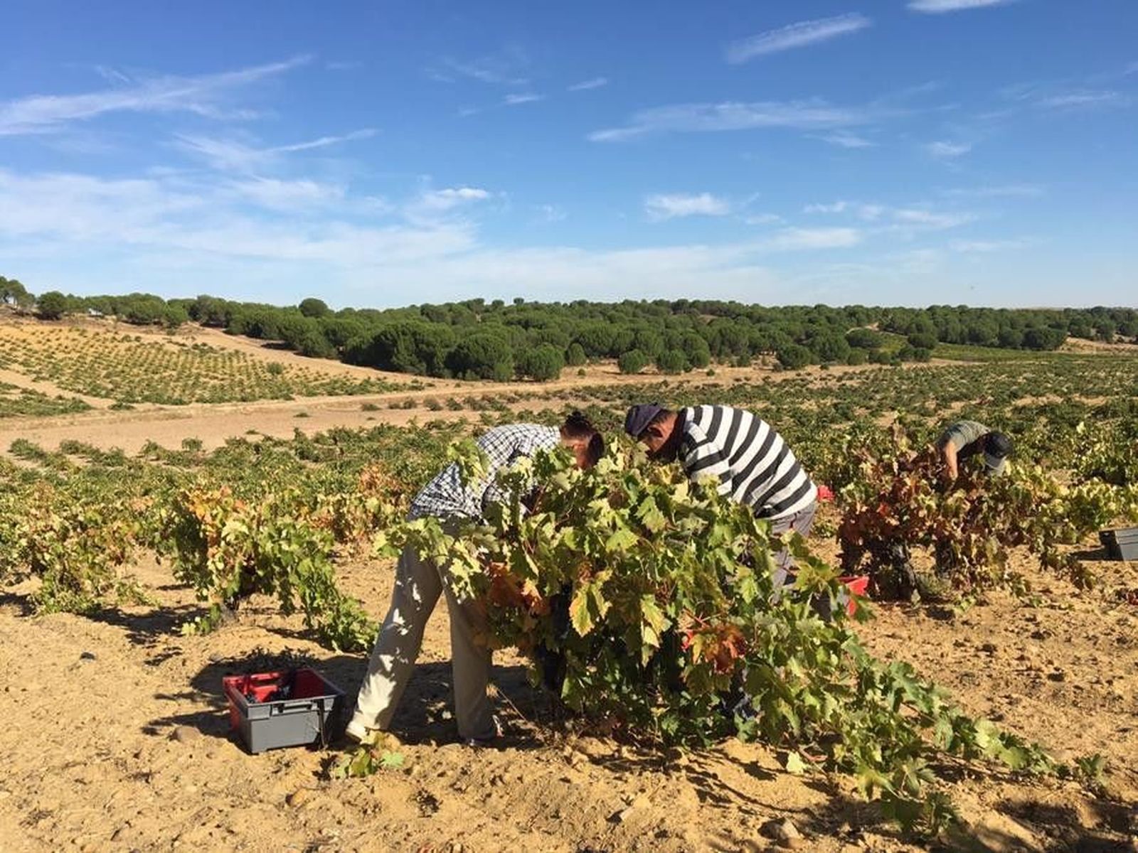 VendimiaenlaD.O.Toro1Copy