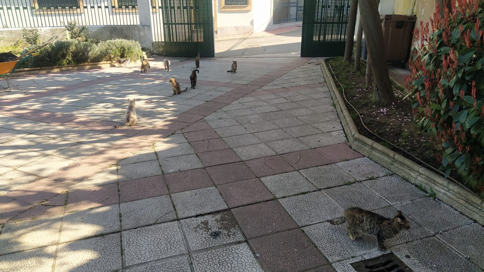 Colonia Felina de El Espolón en Alba de Tormes