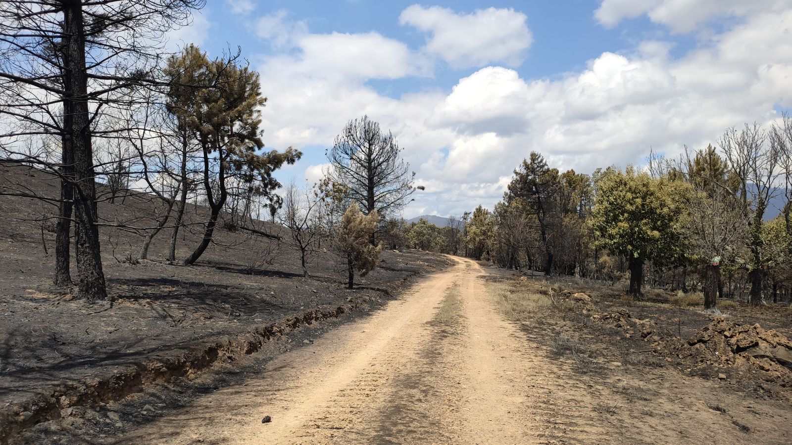 Las desoladoras imágenes de la Sierra de la Culebra tras el incendio (24)