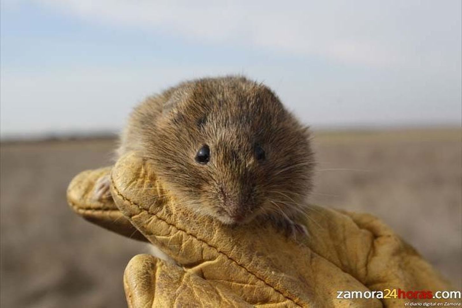 El mal tiempo impidió buena parte de las quemas controladas de cubierta vegetal para controlar a los topillos