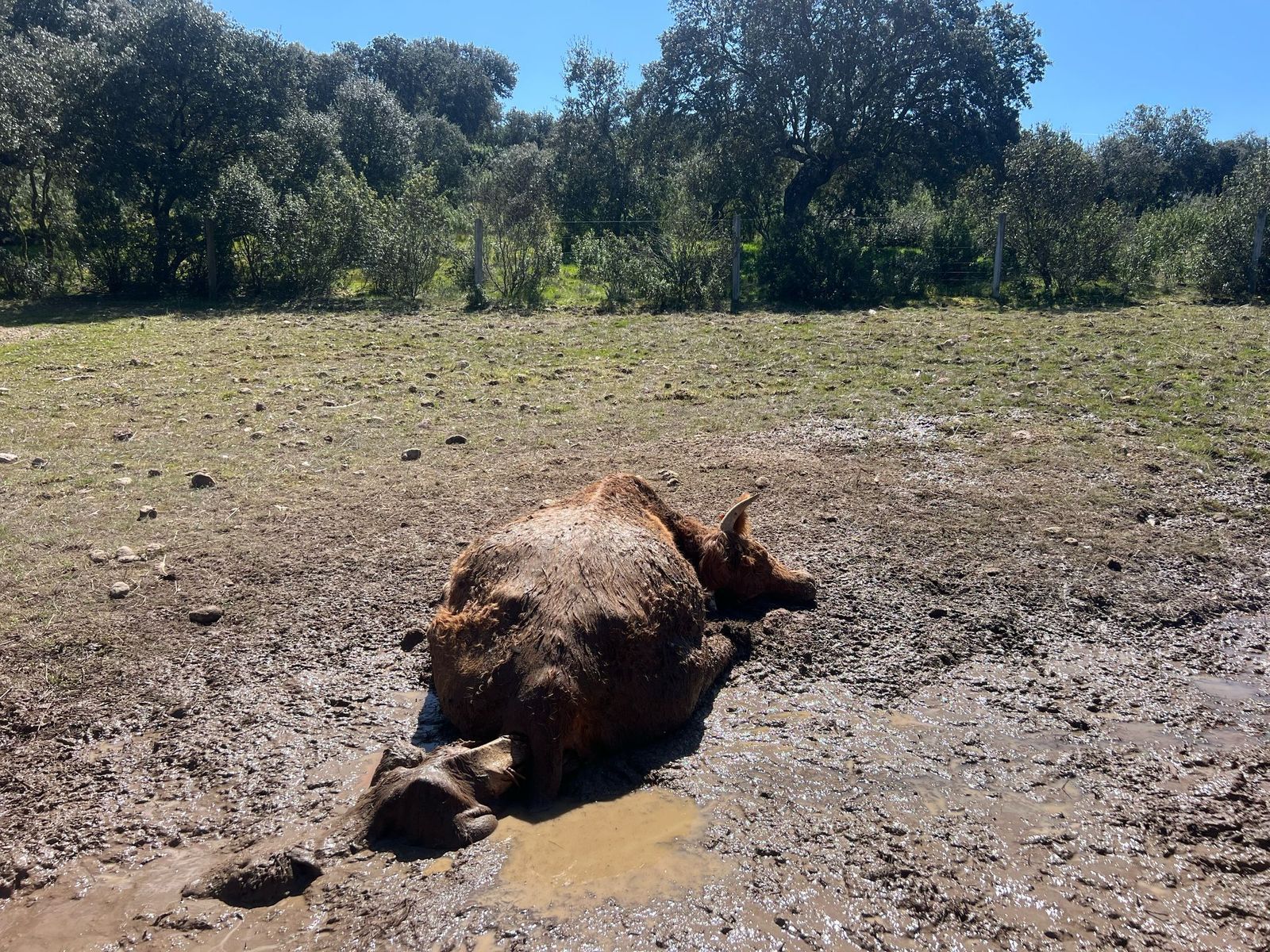 Ataque de buitres a una vaca y su ternero en Zamayón